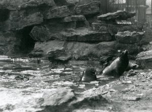 California Sea Lions with Ice on Their Pool, London Zoo