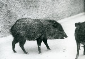 Collared Peccaries at London Zoo