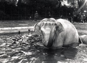 Elephant bathing