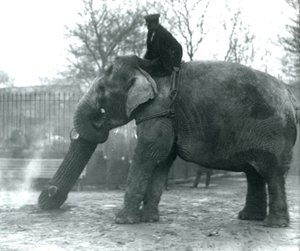 Female Asian Elephant, 