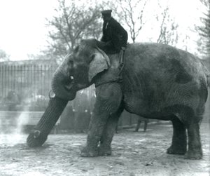 Female Asian Elephant, Indiarani, moving timber with her trunk while her keeper sits on her back directing her, London Zoo, 1925 by Frederick William Bond