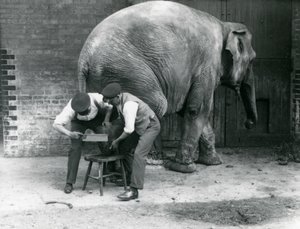 Female Asiatic Elephant Sundermalah Having Her Feet Trimmed by Her Keepers at London Zoo, August 1926