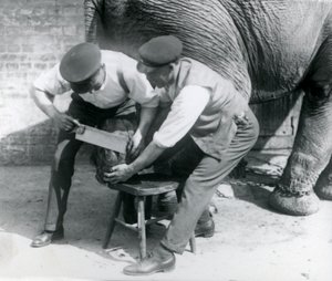 Female Asiatic Elephant Sundermalah Having Her Feet Trimmed by Her Keepers at London Zoo, August 1926