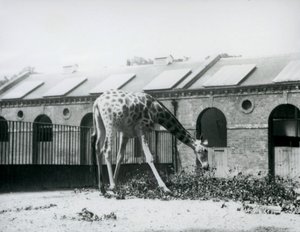 Female Giraffe, 