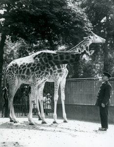 Female Giraffes Maud and Maggie, with Keeper Ernie Professor Bowman, London Zoo by Frederick William Bond
