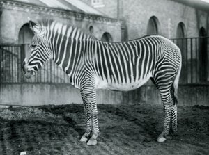 Female Grevy