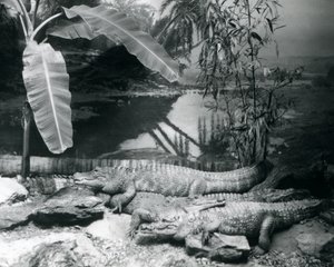 Four Alligators, in a Panorama Setting with a Banana Tree, at London Zoo in 1929