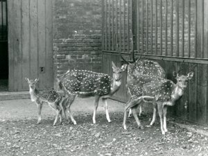 Four Axis Deer including a buck with antlers and a fawn, at London Zoo in 1926