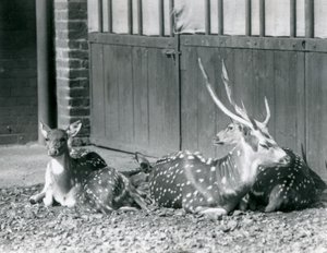 Four Axis Deer Including a Buck with Antlers at London Zoo in 1924 by Frederick William Bond