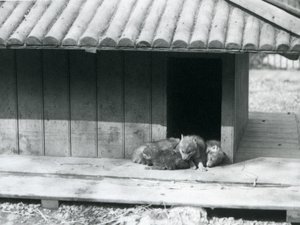 Four Coyote pups resting in the entrance of their den, London Zoo by Frederick William Bond