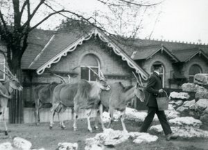 Four Eland follow their keeper at feeding time in the paddock outside the Antelope House, London Zoo, June 1925 by Frederick William Bond