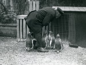 Gentoo Penguins with keeper Albert White, London Zoo