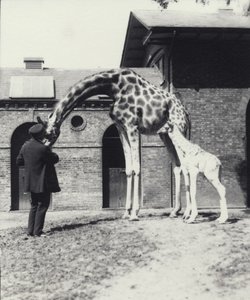 Giraffe with 3 Day Old Baby and Keeper at London Zoo by Frederick William Bond