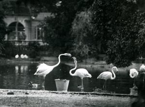 Greater Flamingos on their lake at London Zoo, 1924