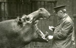 Hippopotamus Bobbie with keeper Ernie Bowman, London Zoo, 1927