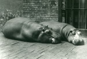 Hippopotamuses Bobbie and Joan Lying Down in Their Enclosure in London Zoo, July 1923