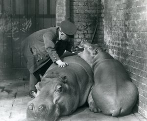 Hippopotamuses Joan and Jimmy at London Zoo in 1927