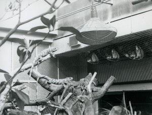 Iguanas basking on branches, enjoying the artificial sunlight in their enclosure, London Zoo, August 1928 by Frederick William Bond