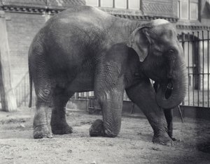 Indian Elephant, Assam Lukhi, Kneeling with Keeper at London Zoo, April 1914