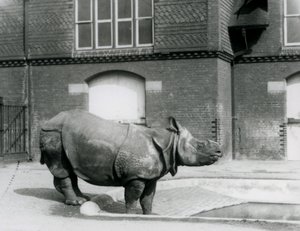 Indian Rhinoceros Felix Standing at the Edge of His Pool at London Zoo in 1927 by Frederick William Bond