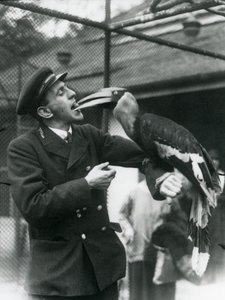 Keeper T. Raggett Feeding a Great Indian Hornbill with a Fruit Held in His Mouth, London Zoo 1924 by Frederick William Bond