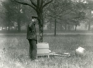 Keeper Brown Moving a Swarm of Honey Bees, London Zoo, July 1926 by Frederick William Bond