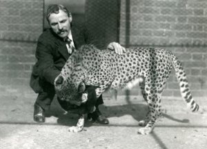 Keeper Charles Dixon with a Playful Cheetah at London Zoo