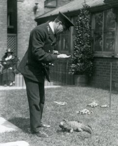Keeper Collins on a lawn at London Zoo with a Clouded Rock Iguana on a lead, London Zoo, 1924 by Frederick William Bond