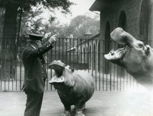 Keeper Ernie Bowman with Hippopotamuses Bobbie and Joan at London Zoo, July 1923