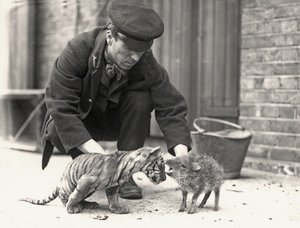 Keeper, H. Warwick, with a tiger cub and a peccary, taken at ZSL London Zoo, May 1914