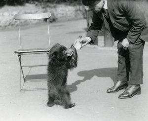 Keeper Harry Warwick bottle feeds a Sloth Bear cub at London Zoo, August 1921 by Frederick William Bond