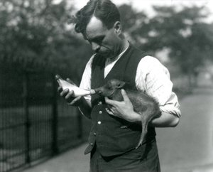Keeper Harry Warwick Bottle Feeds a Baby Warthog at London Zoo, in August 1922