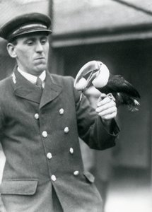 Keeper, Thomas Raggett, Holding a Red-billed Toucan with an Egg in Its Mouth at London Zoo in 1924 by Frederick William Bond