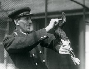 Keeper Thomas Raggett stroking a Great Indian Hornbill under its bill at London Zoo by Frederick William Bond