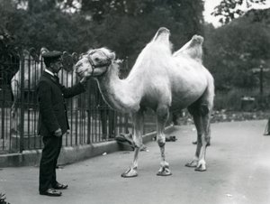 Keeper W. Styles with a Bactrian Camel at London Zoo