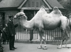Keeper W. Styles, with a Bactrian Camel, outside the Llama House at London Zoo, July 1914