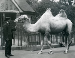 Keeper W. Styles, with a Bactrian Camel, outside the Llama House at London Zoo, July 1914