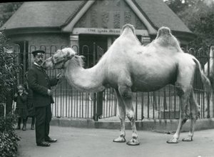 Keeper W. Styles, with a Bactrian Camel, Outside the Llama House at London Zoo, July 1914