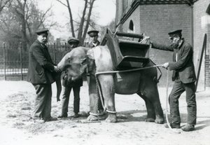 Keepers Jack Milbourne, H Robertson and Thomas train a young Asian Elephant, London Zoo, May 1922