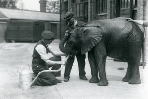 Keepers help young male African Elephant Kiberenge to drink from a hose, London Zoo, July 1924