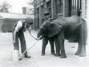 Keepers helping young male African Elephant Kiberenge to drink from a hose attached to a watering can, London Zoo, July 1924