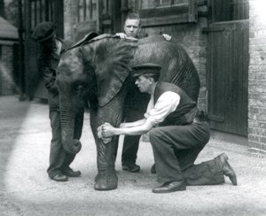Keepers oiling the skin of young male African Elephant Kiberenge, London Zoo, July 1924
