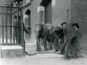 Keepers with Young Male African Elephant Kiberenge, London Zoo, 1924