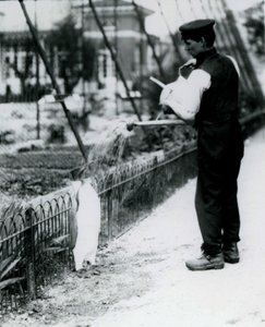 King Penguin, being given a shower, by keeper Harry Munro, with a watering can at London Zoo May 1914. Munro was killed in the First World War, having served in the army, in airships and on anti-submarine patrols by Frederick William Bond