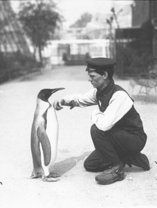 King Penguin, with Keeper Harry Munro, 1914 by Frederick William Bond