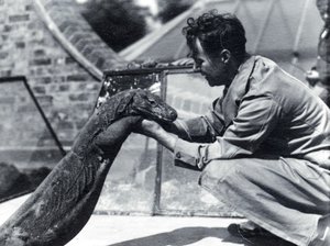 Komodo Dragon Sumbawa with Keeper H. Alec Budd, 1928 by Frederick William Bond