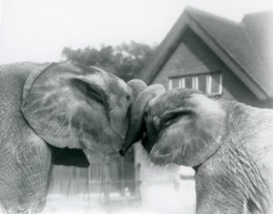 Male African Elephant Kiberenge and Female African Elephant Hango Greet Each Other by Knotting Trunks at London Zoo, October 1927 by Frederick William Bond
