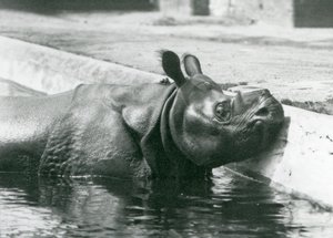 Male Indian Rhinoceros Felix Enjoying a Soak in His Pool at London Zoo by Frederick William Bond