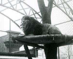 Male Lion, 