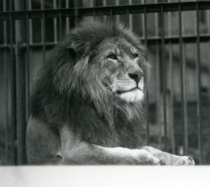 Male Lion Kuja lying down in his enclosure at London Zoo in January 1925
